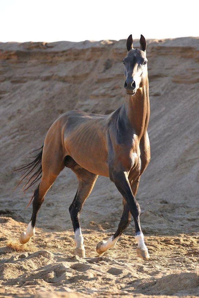 Akhal-Teke Horses